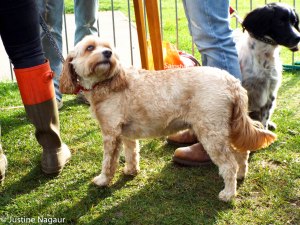 The Friends of Palewell Common's 2nd Dog Show