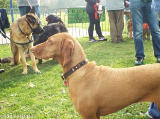 The Friends of Palewell Common's 2nd Dog Show